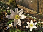 07 Distese di Anemoni dei boschi (Anemonoides nemorosa) sulla Via delle Castagne